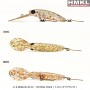 HMKL K-II MINNOW 40 SS - 2.7g - TOPPING PRIZE