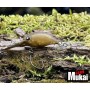 MUKAI SNAQ26DR (F) - 