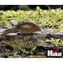 MUKAI SNAQ26DR (F) - 
