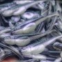 LIBRA EMBRION SHAD 5CM