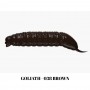LIBRA GOLIATH 3,5cm, 1.05g, 12 buc